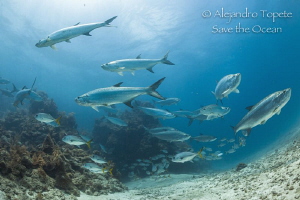 Sabalos en la Poza, Xcalac Mexico by Alejandro Topete 